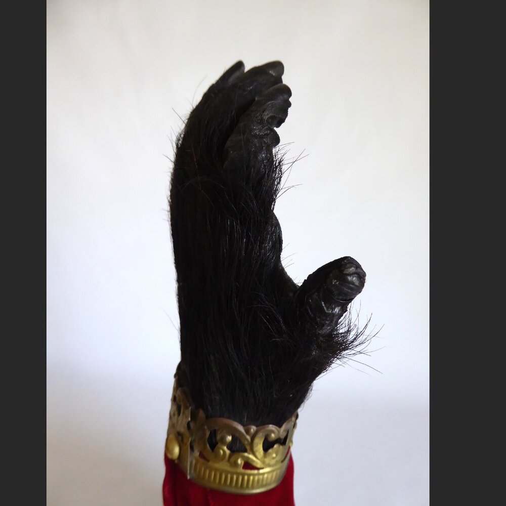 16” REAL TAXIDERMY “CURSED” MONKEY PAW HAND IN GLASS DOME DISPLAY BASE ODDITY - Picture 15 of 15